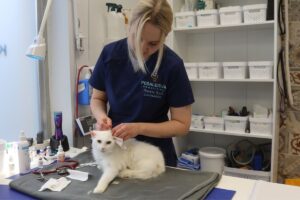 Veterinaar-Anette-Kull-puhastab-kassi-korvu-pesaleidja-kliinikus
