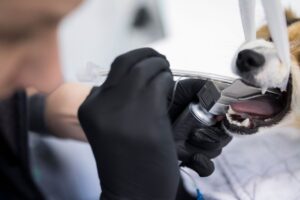 Pesaleidja Kliiniku Veterinaar Egeli Kirk teeb koral hambaravi