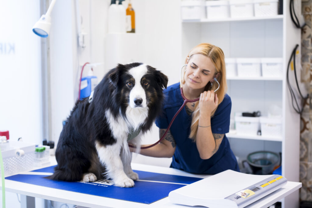Loomaarst Egeli Kirk teeb Psealedija loomaülevaatus