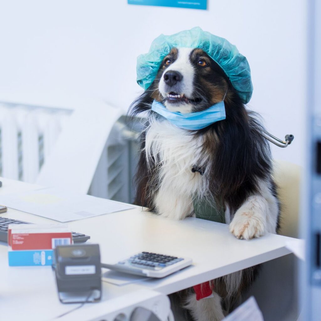 Loomakliinik Mustamäel Tallinnnas Pesaleidja Loomakliinik