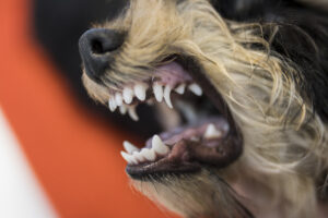 Lemmiklooma Suuõõne tervisest ja protseduuridest Pesaleidja Loomakliinikus Tallinnas-Loomakliinik Mustamäel