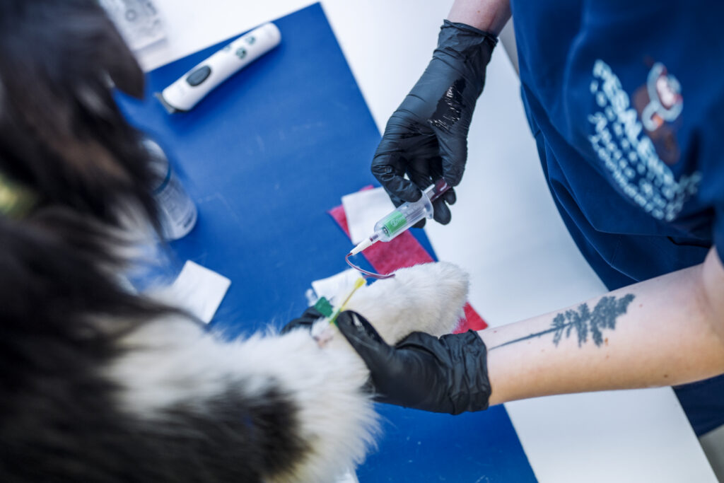 Mikrokiibi paigaldamineTallinnas Pesaledija loomakliinikus